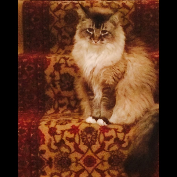 Meet your Posher, Rebecca - Picture 5 of 7